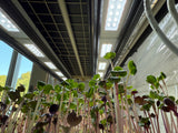 Microgreens 6-Pac